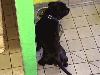 Web Camera Shot of Lennox Eating