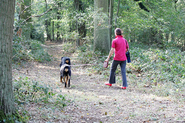 Missy, Ronan and Marjorie Walking in Lord's Wood