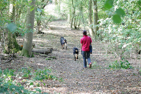 Marjorie Walking Missy and Ronan