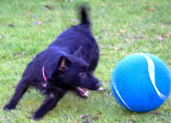 Lula and the Big Blue Ball