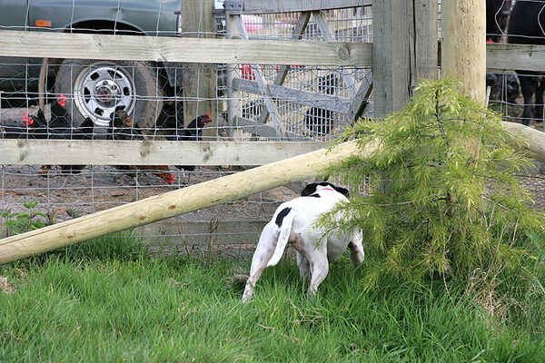 Maisie Stalking The Chickens