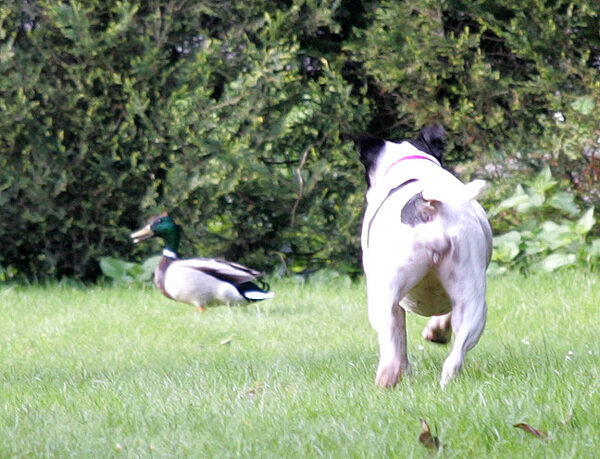 Maisie Stalking A Duck