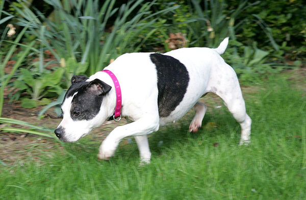 Maisie Stalking