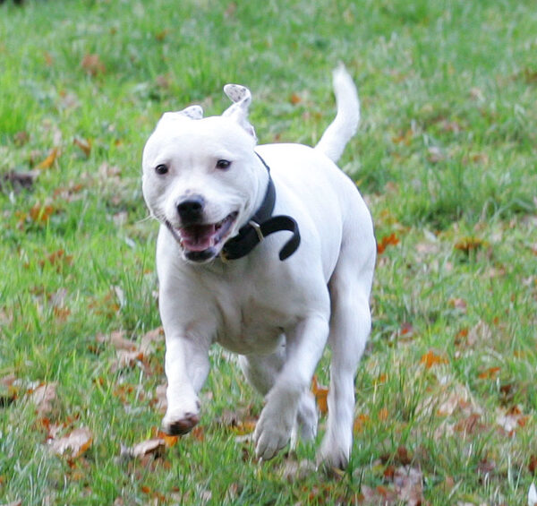 Maddy the Staffie