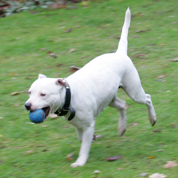 Maddy Running With The Blue Ball