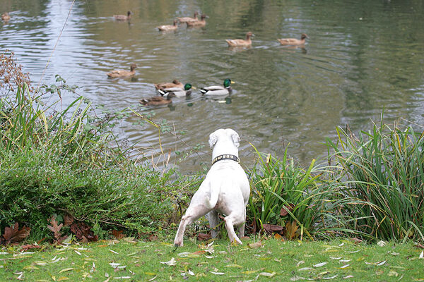 Maddy Watches Our Ducks