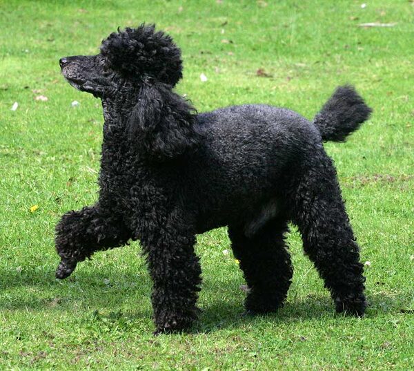 Marching Poodle