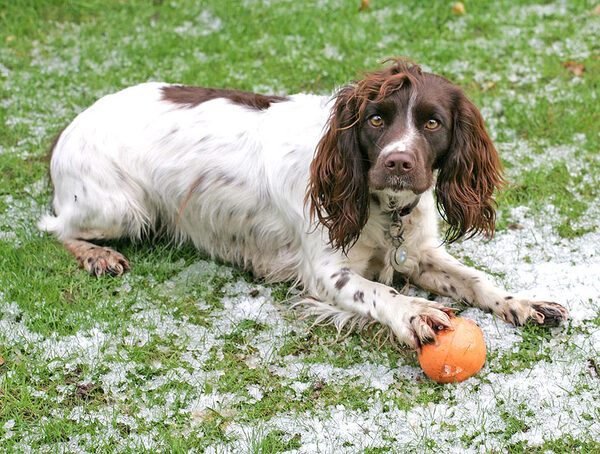 Meg Pawing the Orange Ball