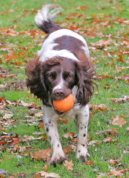 Meg Running With Orange Ball