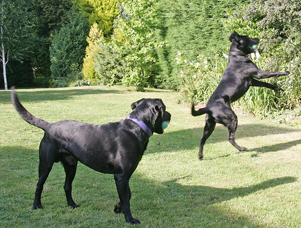 Catch...!