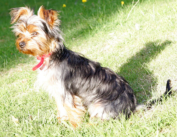 Pickle Enjoying Some Sunshine