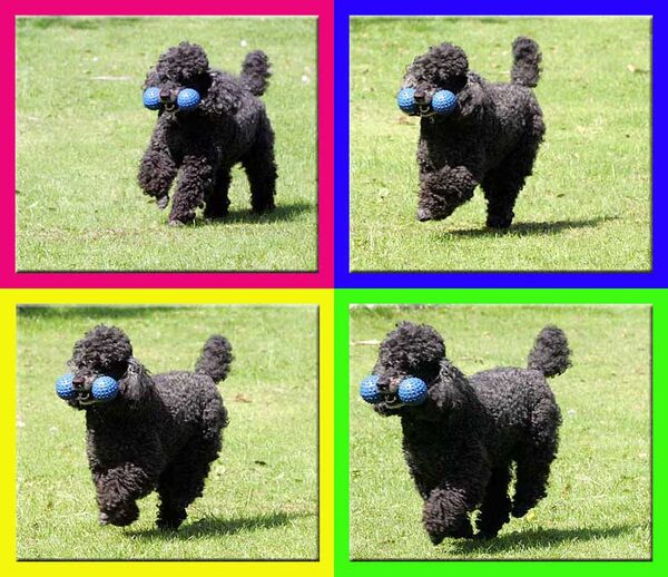 Running Poodle