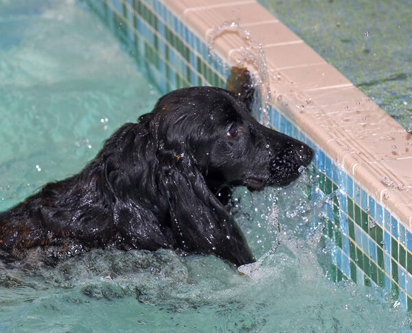 Frankie Tagging The Side of the Pool
