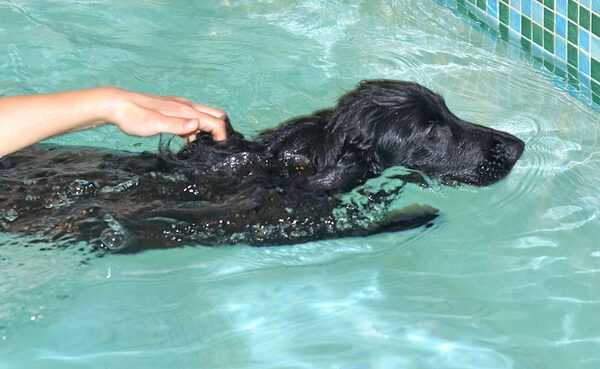Frankie Swimming to the Side of the Pool