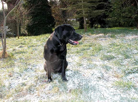 Snow Dogs