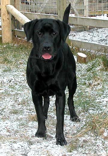 Snow Dog