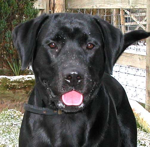 Snow Dog