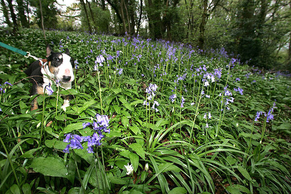 Tapa and the Lord's Wood Bluebells