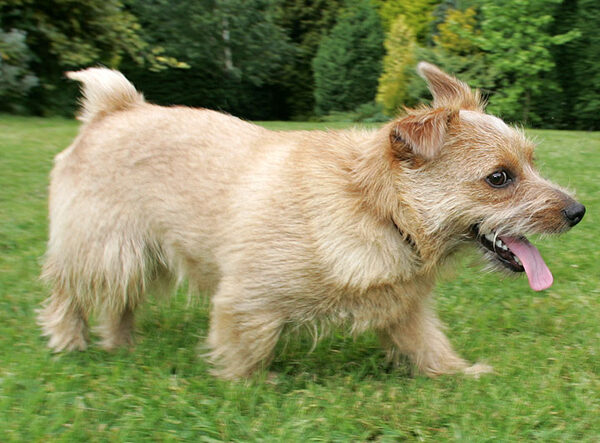 Teddy the Norfolk Terrier