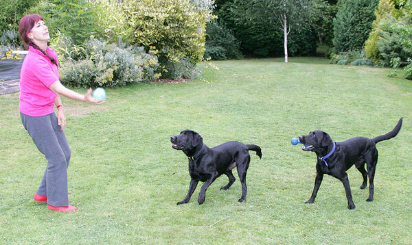 Marjorie Playing Catch with Harvey & Buddy