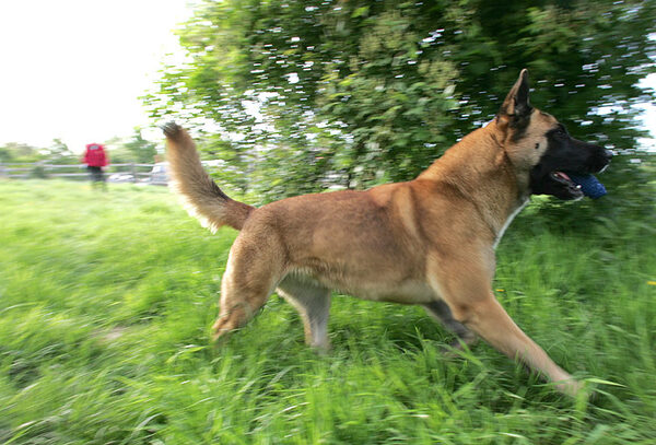 Tiny Playing Catch