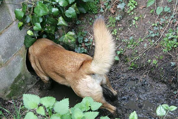 Tiny checking a pipe