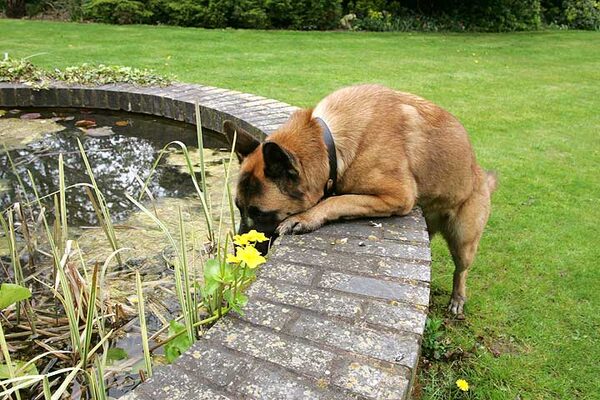 Tiny and the Fountain
