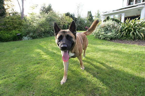Tiny On Patrol in the Front Garden