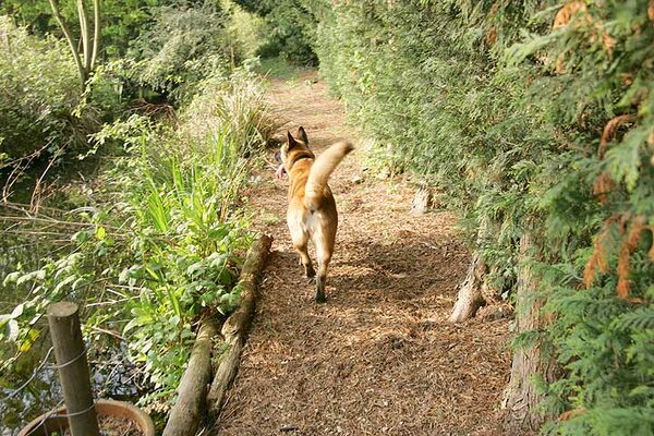 Tiny Walking Along The Stream