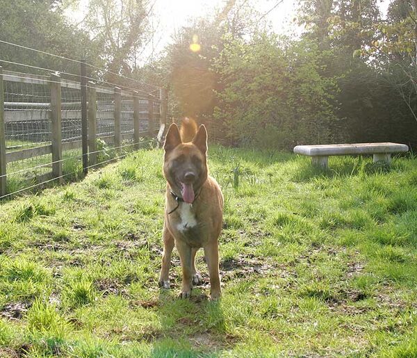 Tiny in the Morning Sunshine