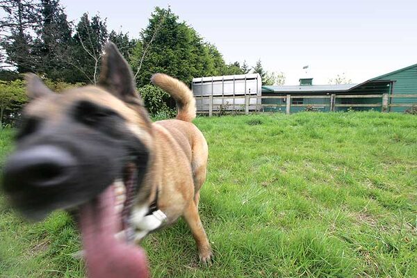 Tiny on the Run