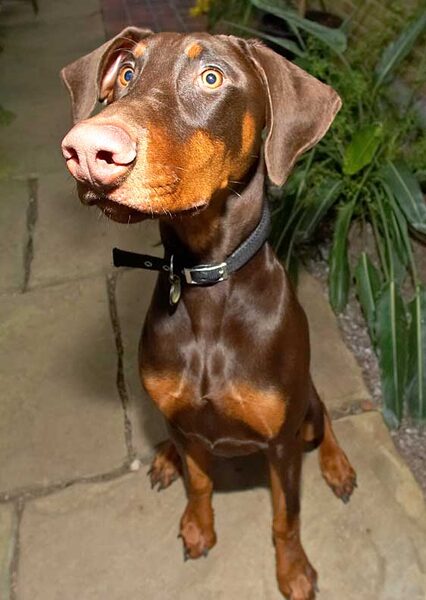 Toby