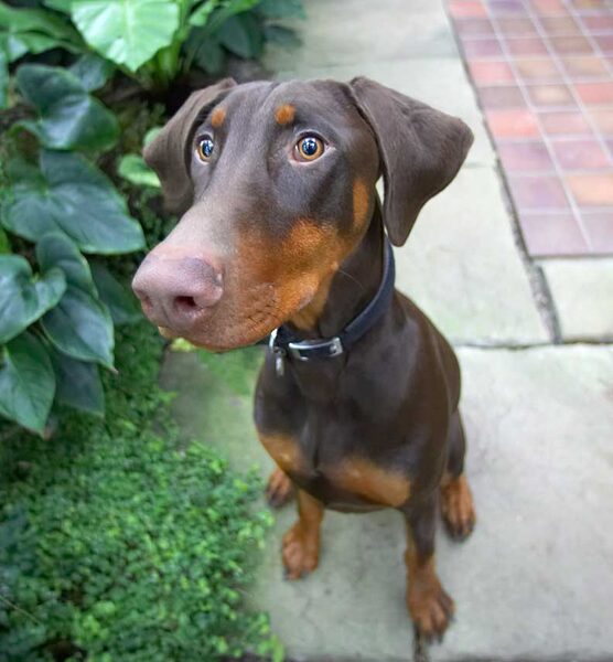 Toby Awaiting His Biscuit