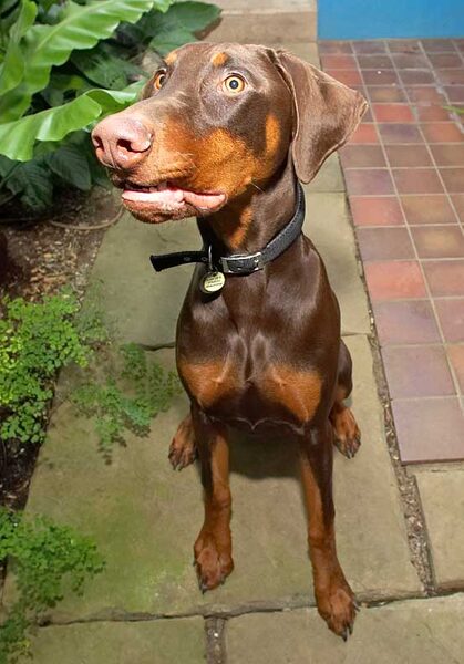 Toby Waiting for His Biscuit