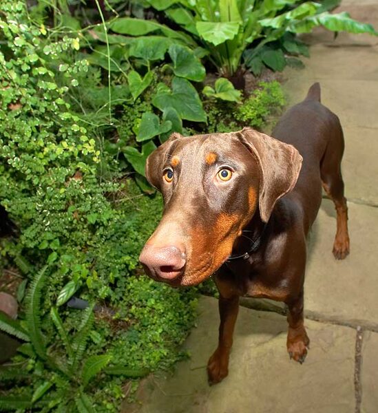 Toby the Doberman