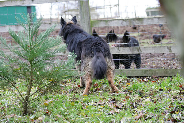 Trunks and the Berkshire Pig