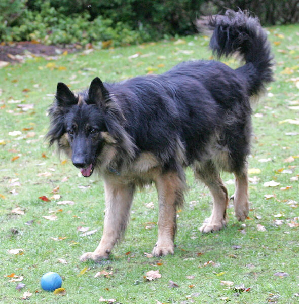 Trunks Contemplates the Blue Ball