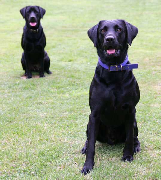 Harvey & Buddy Waiting for Me To Throw The Ball