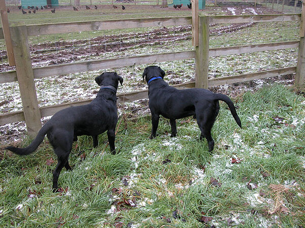 The Men Watching The Chickens