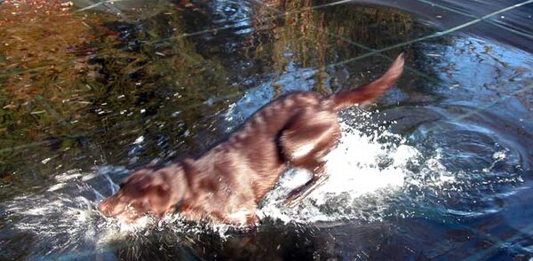Tess Jumps Right In