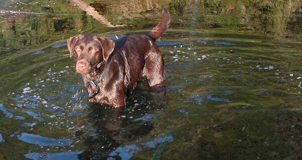 Tess in the Water