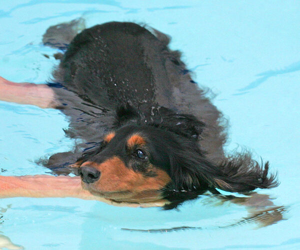 Whistler Swimming