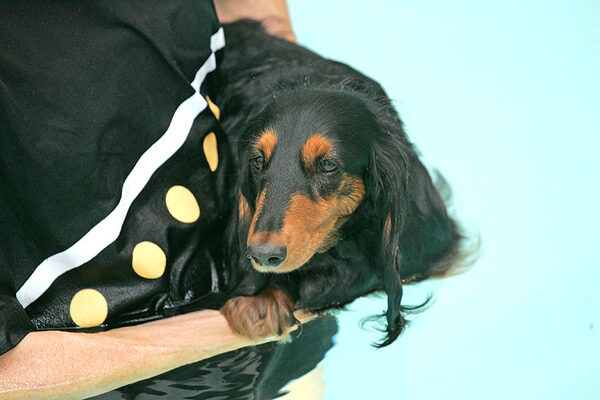 Whistler After Her Swimming Session
