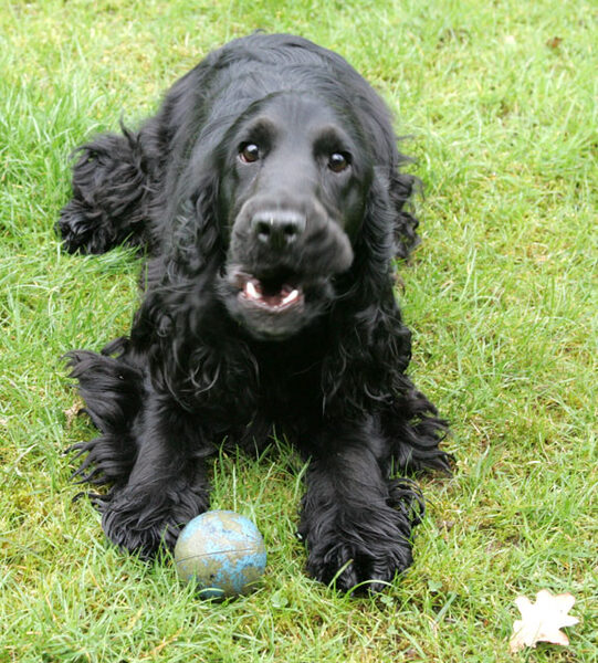 Woody Protecting the Ball