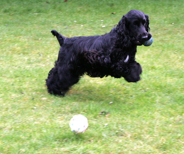 Woody Prancing With the Ball