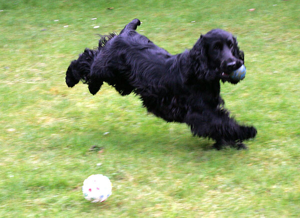 Woody Coming In For A Landing