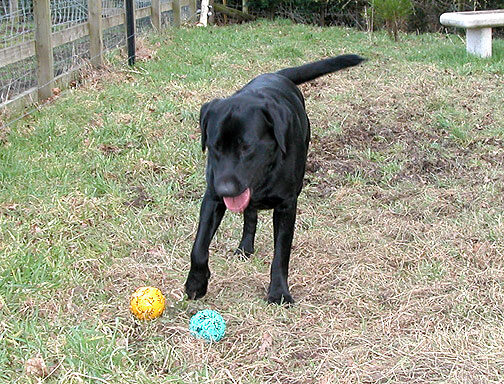 Harvey Contemplating the Two Balls