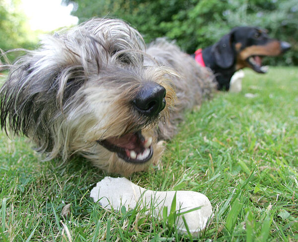 Sweep and the Dental Chew Bone