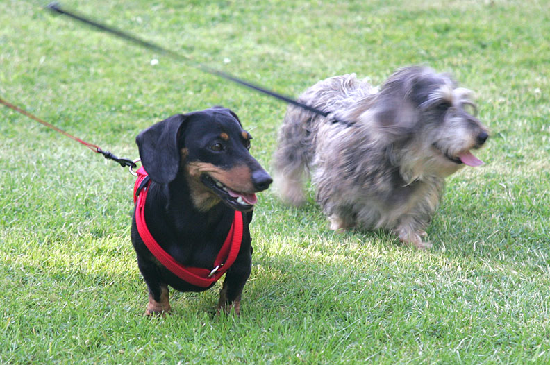 Banjo and Sweep