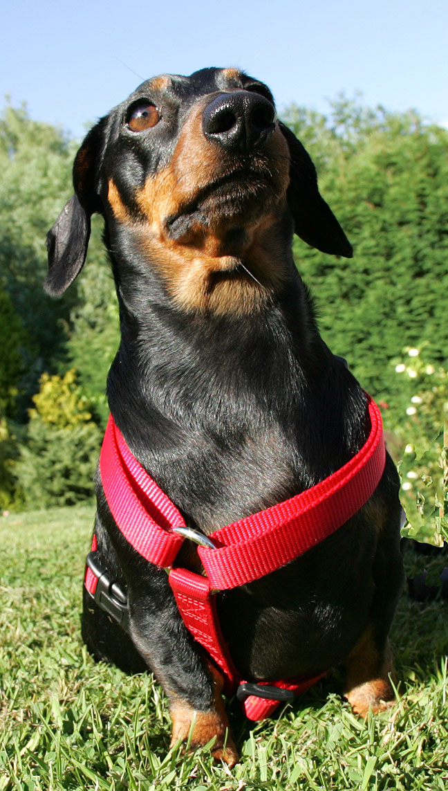 Banjo and His Red Harness